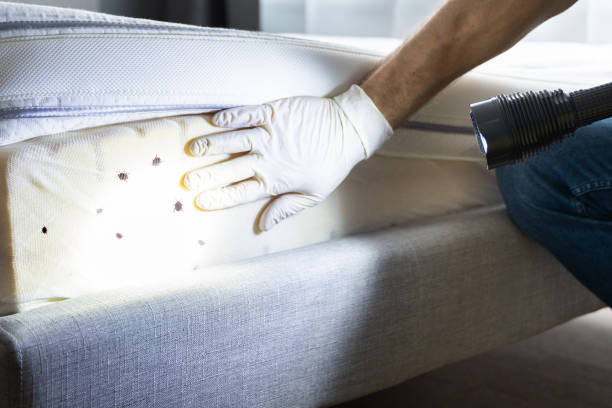 Wasp Removal Services in Hauppauge, NY