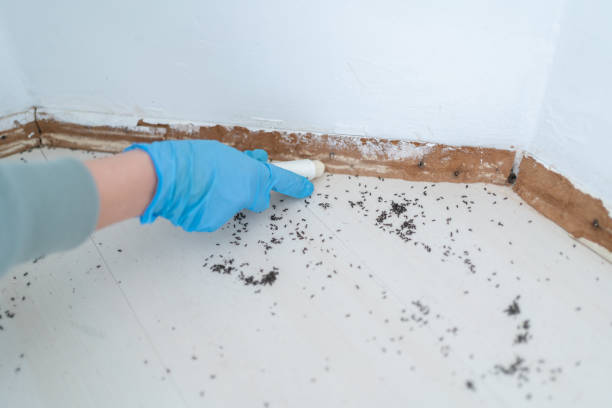 Best Wasp Removal Services  in Hauppauge, NY